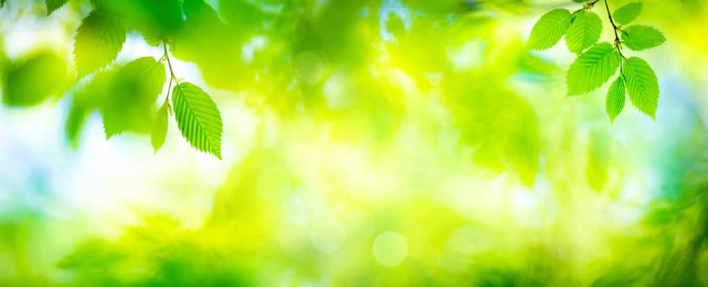 Bester CBD Öl wirkung