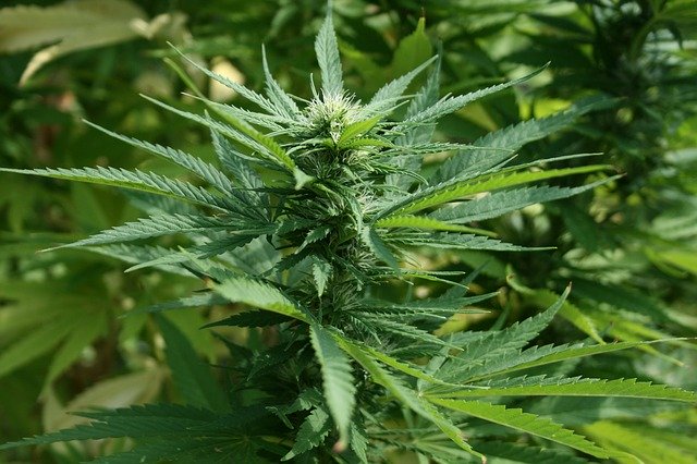 marijuana Pflanze