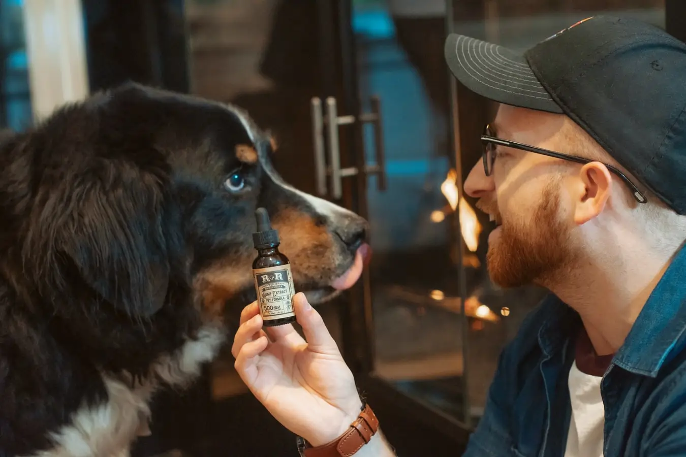 CBD Öl für den Hund