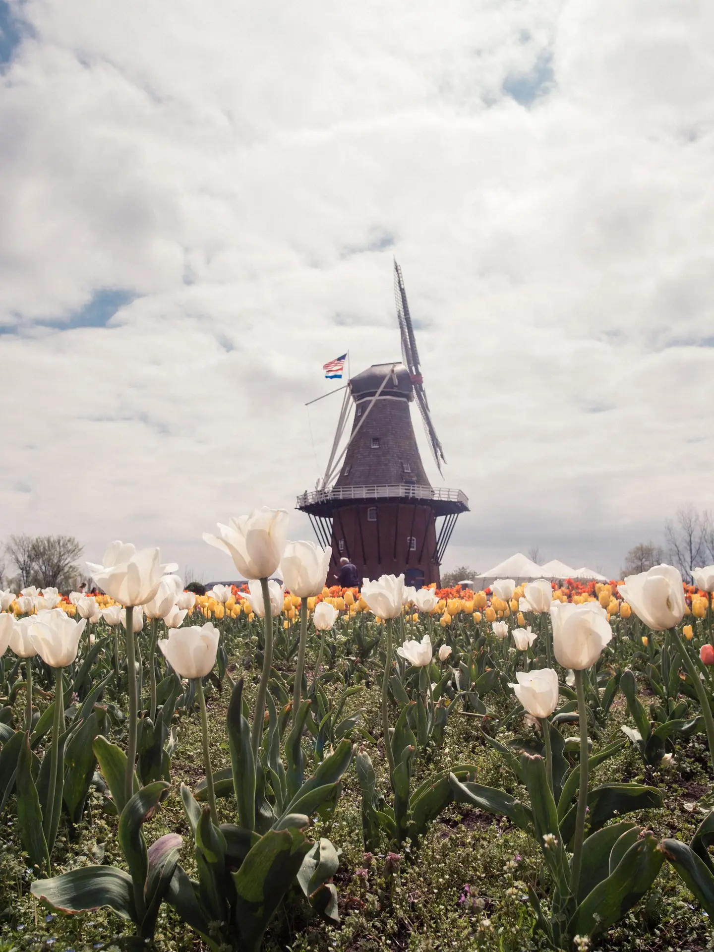 CBD Öl in Holland kaufen