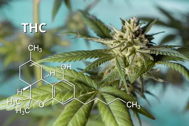 THC - Gehalt des CBD